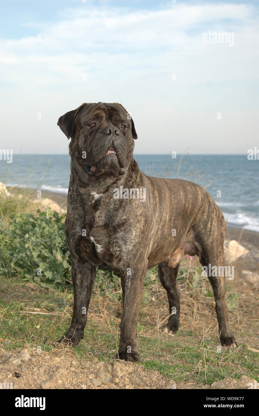 Male bullmastiff tabby color dog pure breed near to the sea Stock Photo -  Alamy