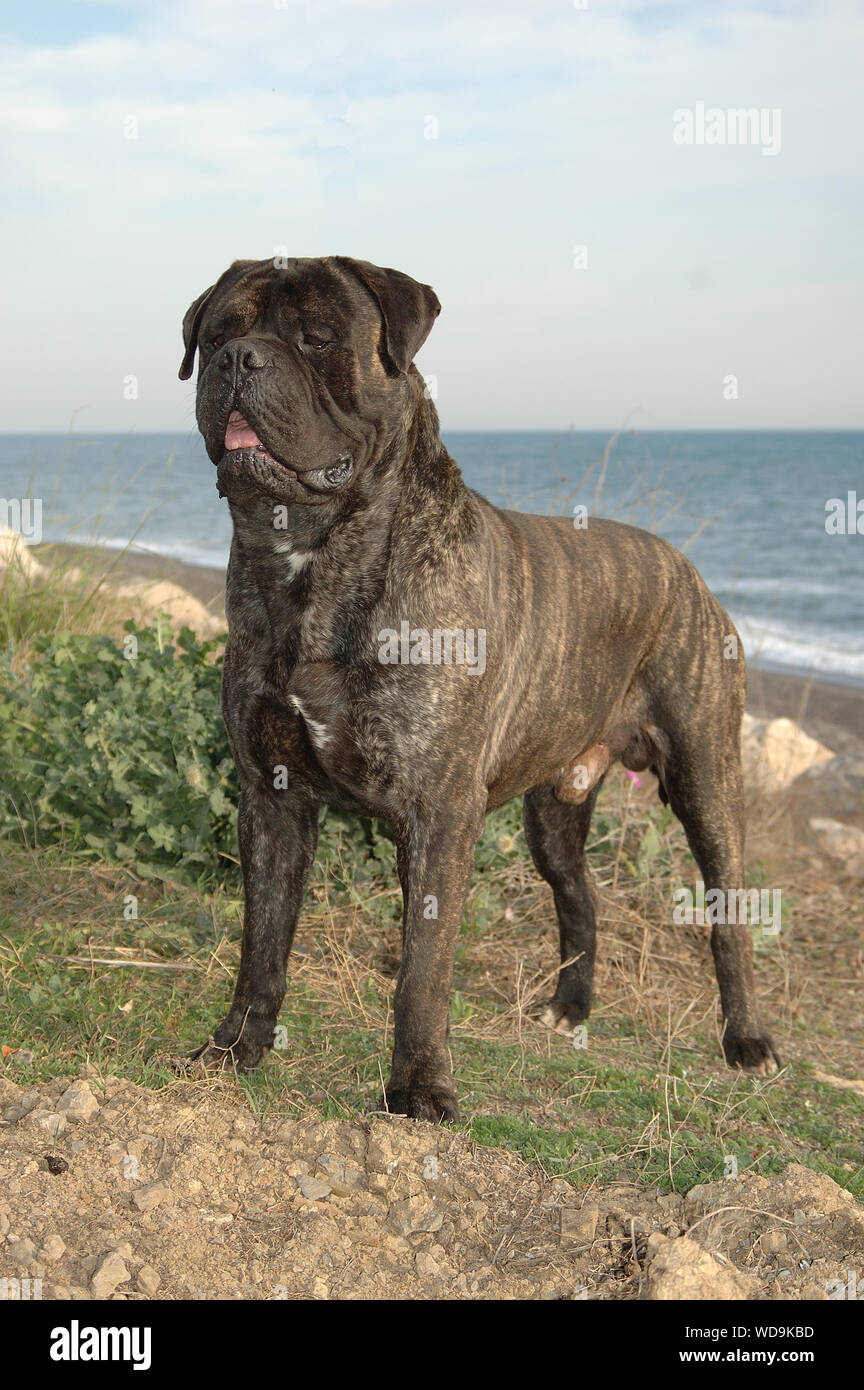 Male bullmastiff tabby color  dog pure breed near to the sea Stock Photo