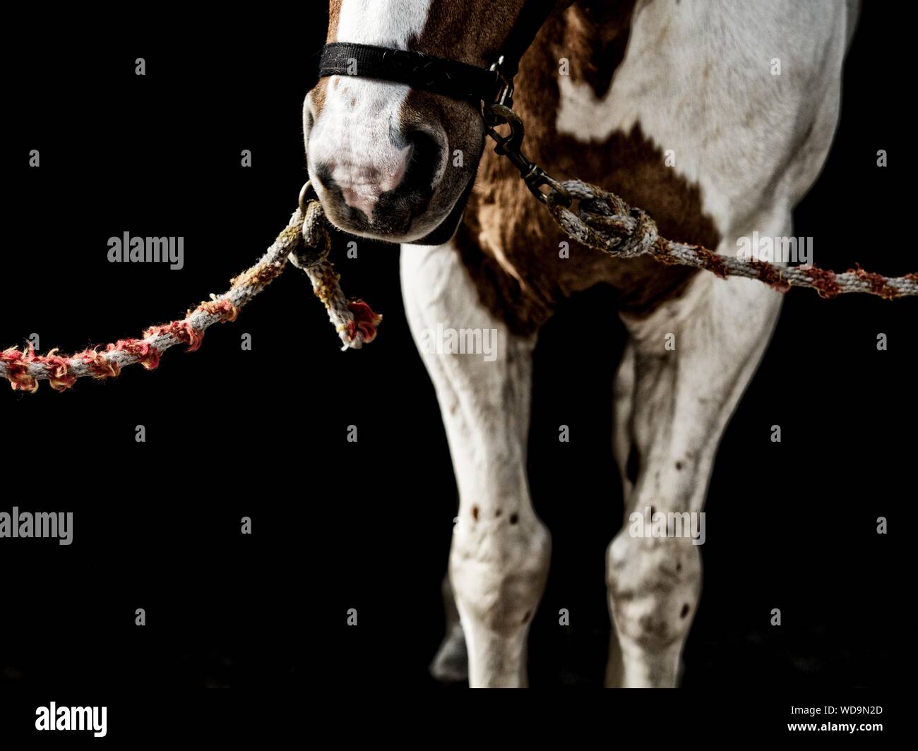 Halter on horse hires stock photography and images Alamy