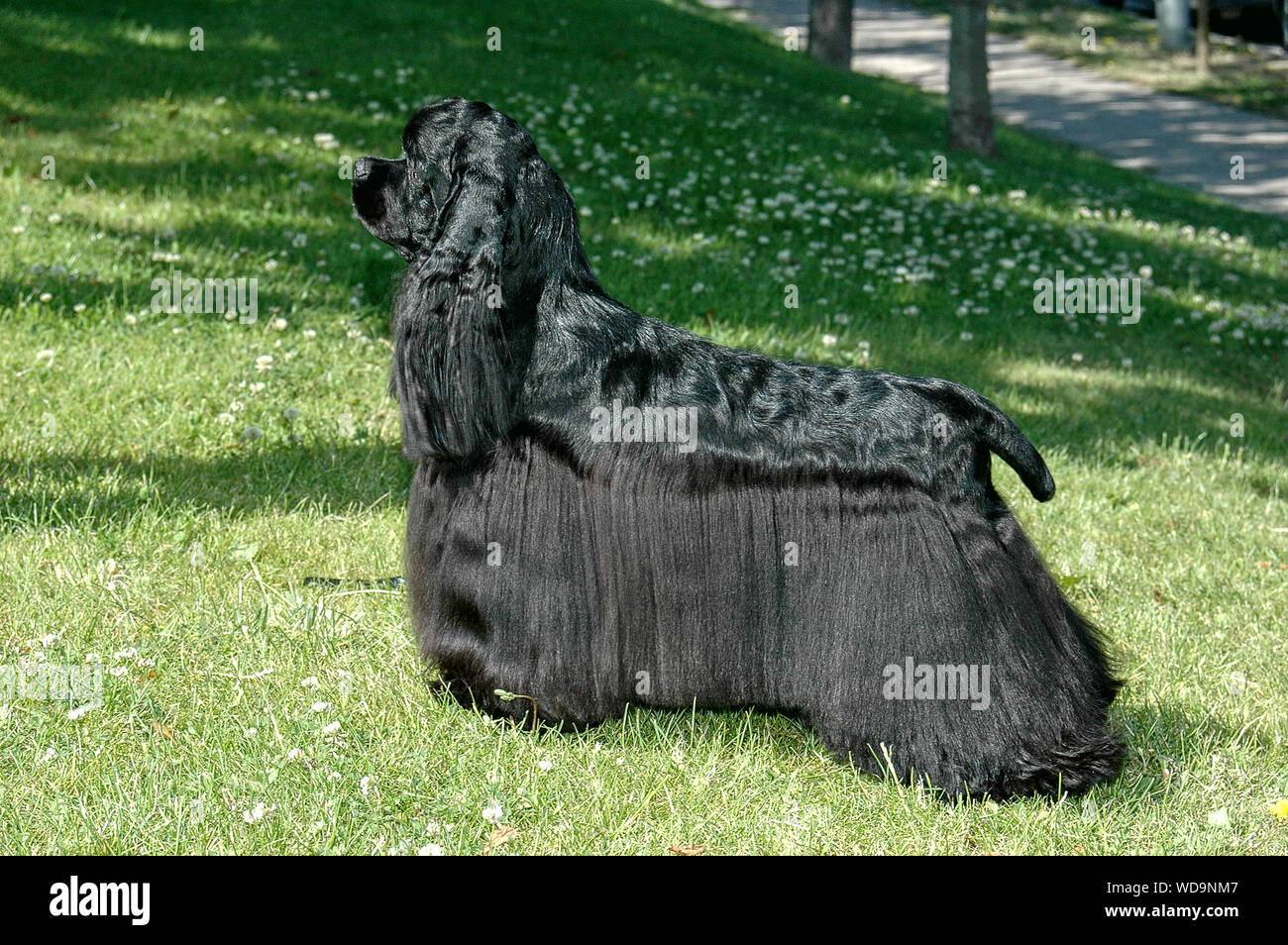 American Cocker Spaniel Hunting Stock Photos American Cocker