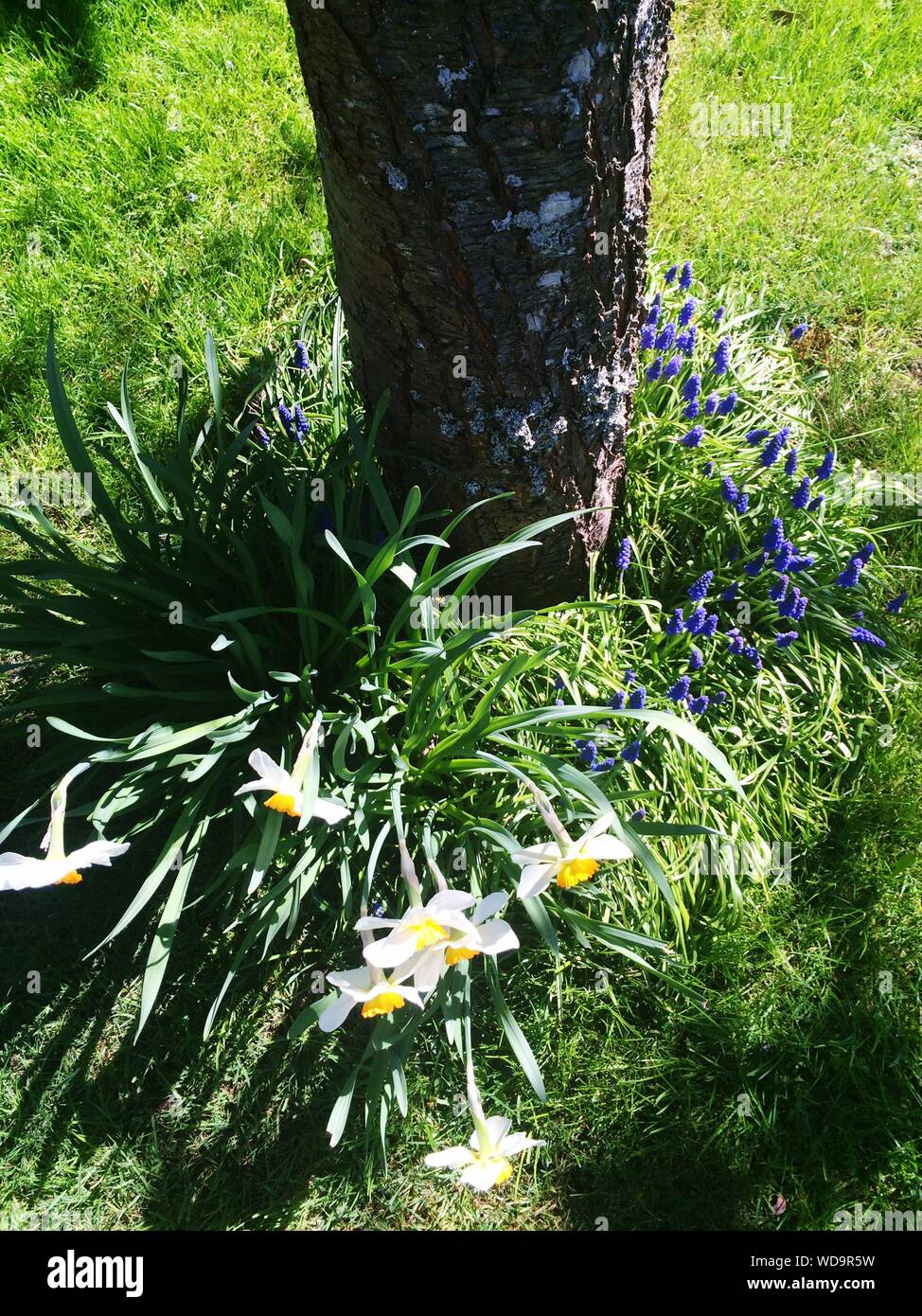 Growing under tree hires stock photography and images Alamy