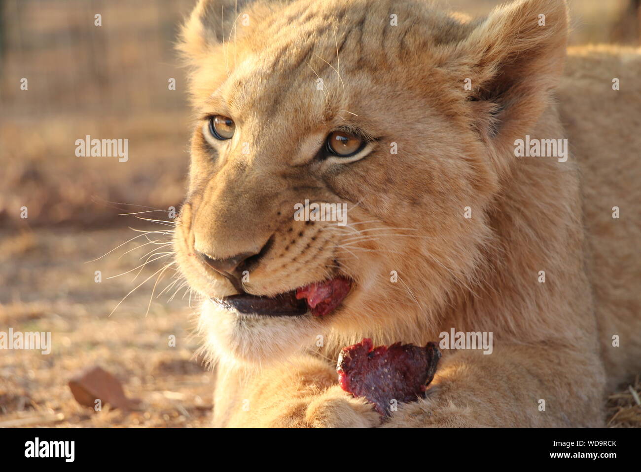 Flesh eating animals hi-res stock photography and images - Alamy