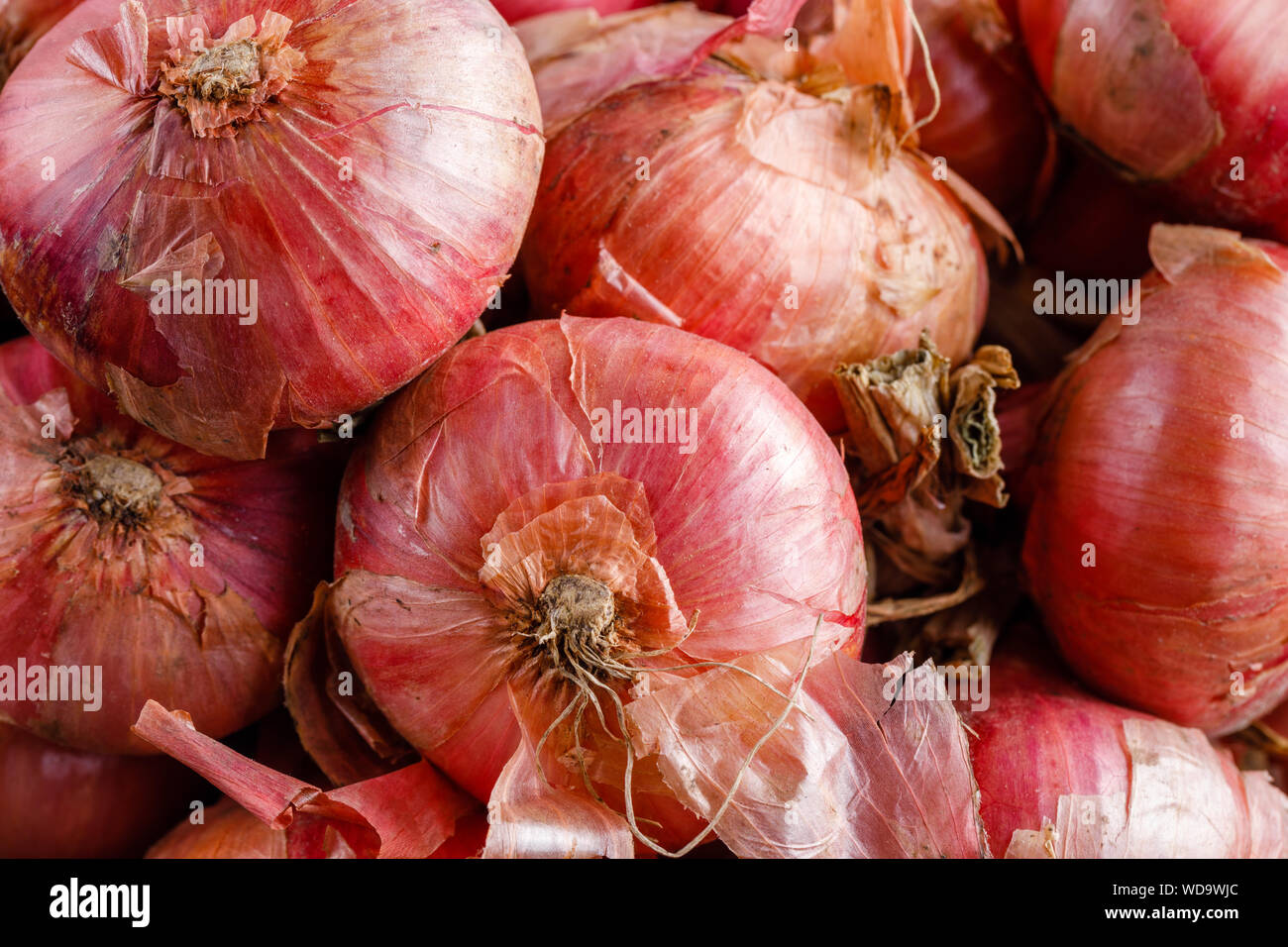 Shot Of Purple Onions. Fresh whole purple onions Stock Photo Alamy