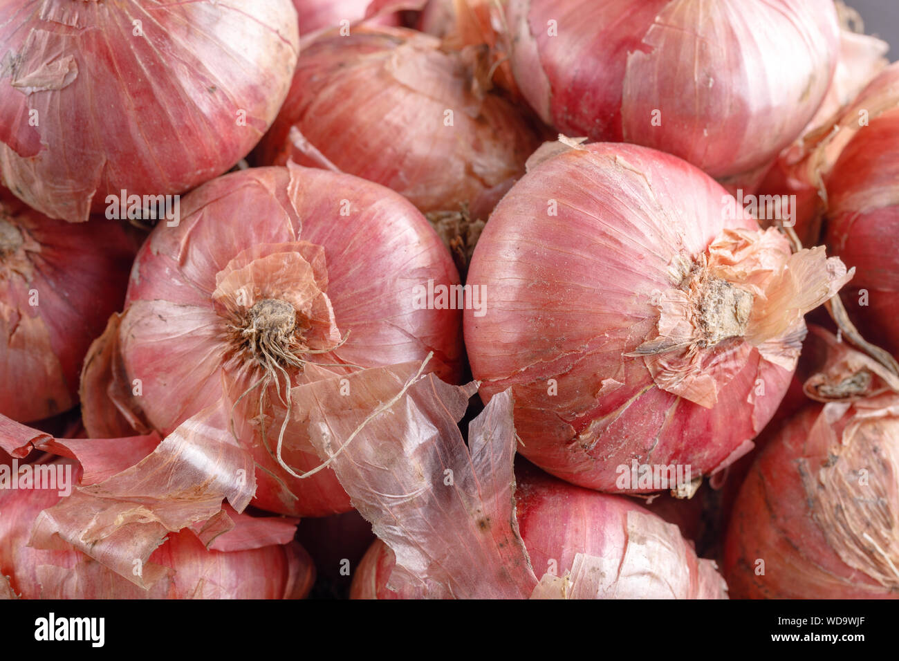 Shot Of Purple Onions. Fresh whole purple onions Stock Photo Alamy