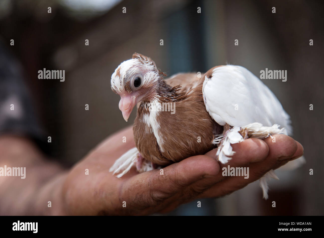 a young pigeon