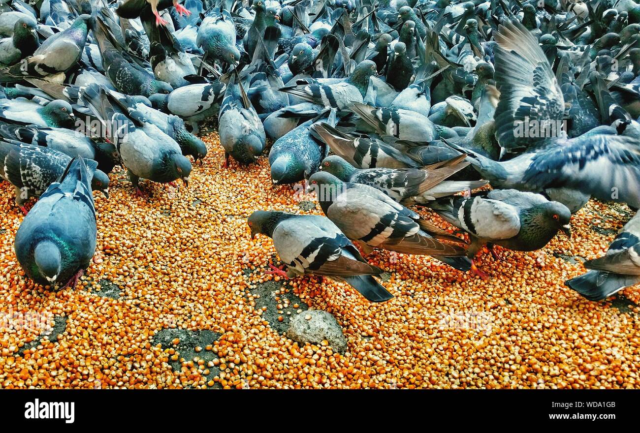 Flock Of Pigeons Feeding Corn Stock Photo Alamy