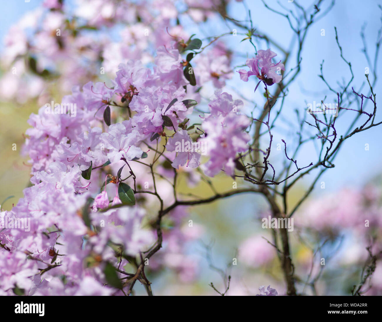 Close up pink blossom with blue sky background Stock Photo