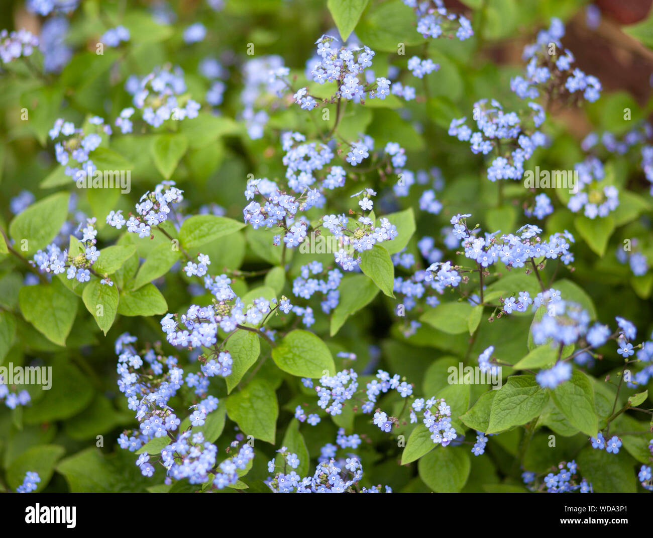 Forget me not flowers Stock Photo