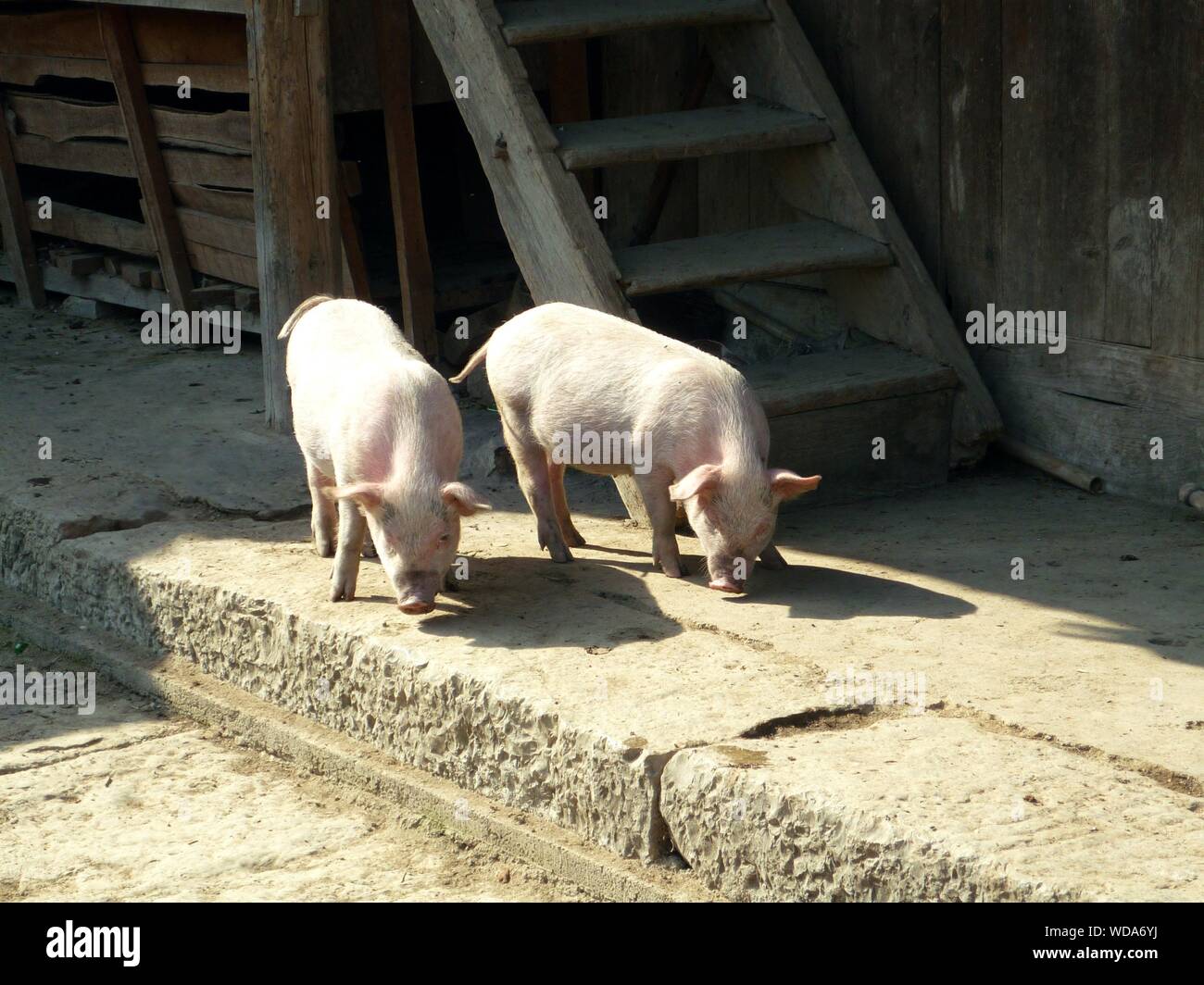 Standing pigs hires stock photography and images Alamy