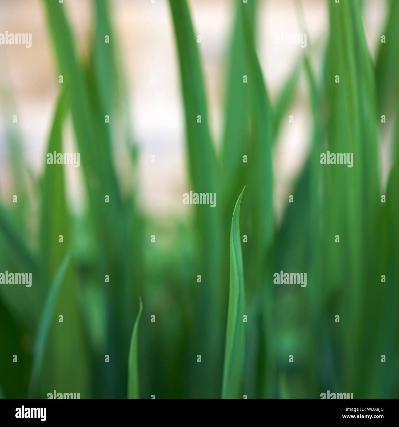 Close-up Of Fresh Green Plant In Field Stock Photo
