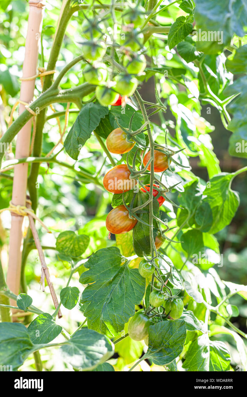 Cherry tomatoes growing on a branch in an organic greenhouse garden ...