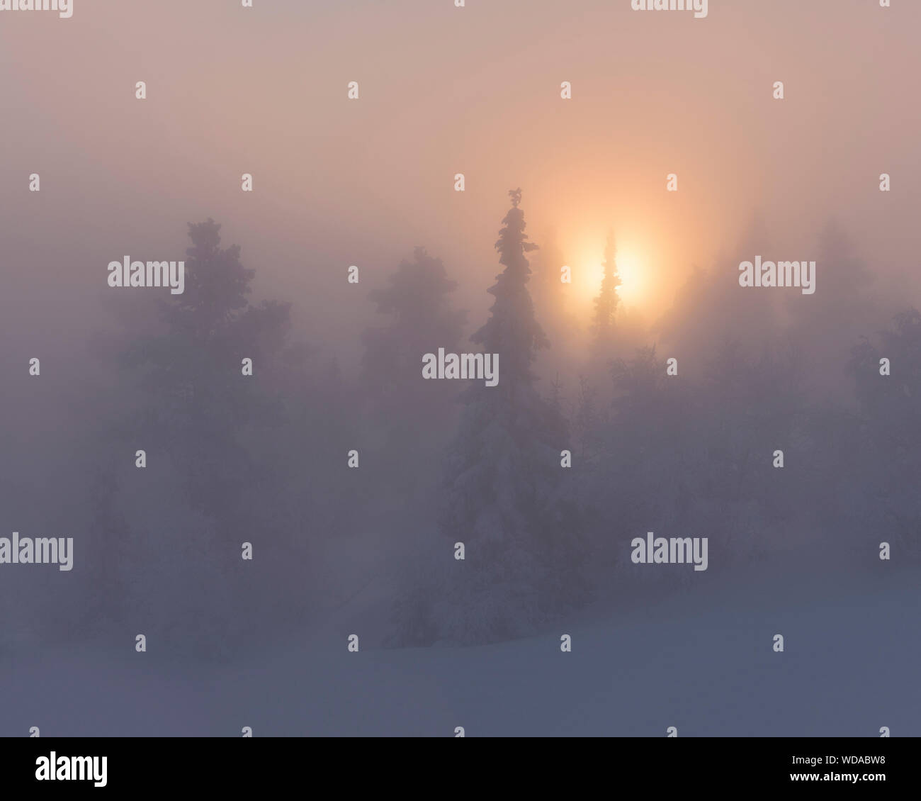 Trees covered with fog hi-res stock photography and images - Alamy