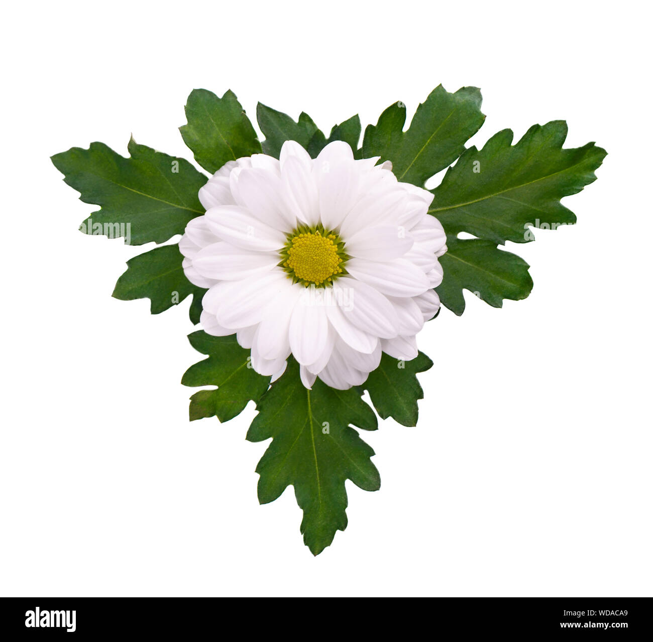 White chrysanthemum with green leaves isolated on white backgrounds