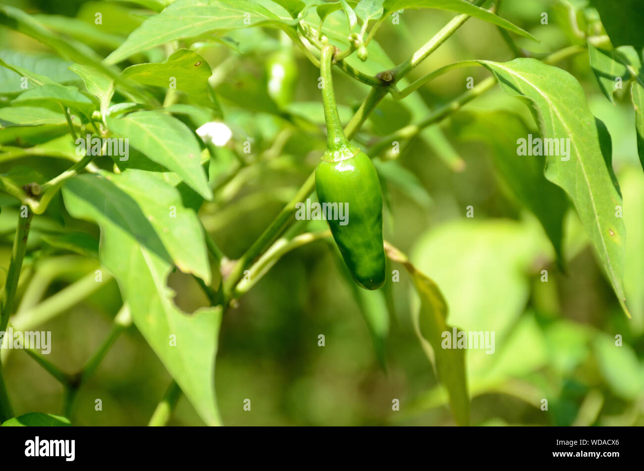 the single grean chilly plant and leafs. Stock Photo