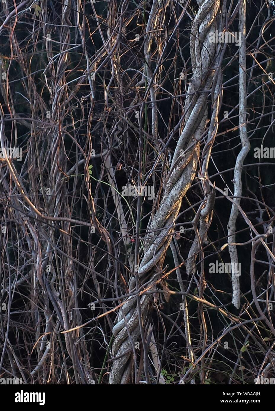 The Vine And Branches High Resolution Stock Photography and Images Alamy