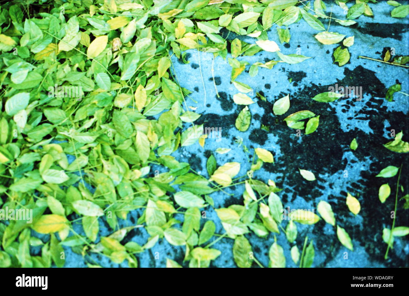Green Leaves Scattered On A Bluish Surface Stock Photo