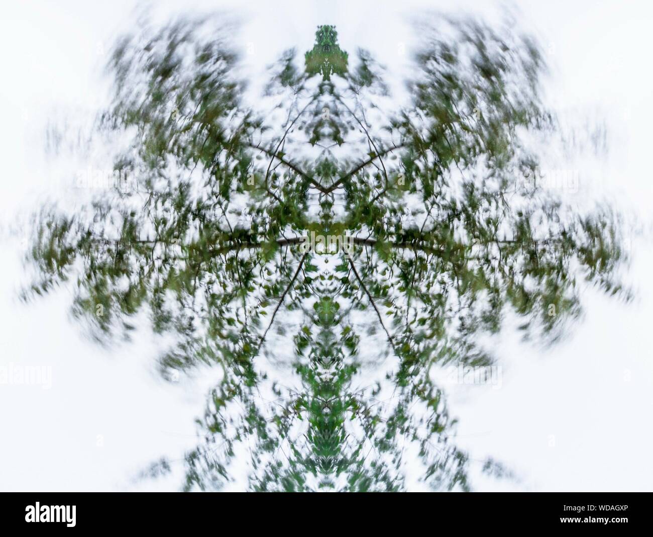 Tree effect hires stock photography and images Alamy