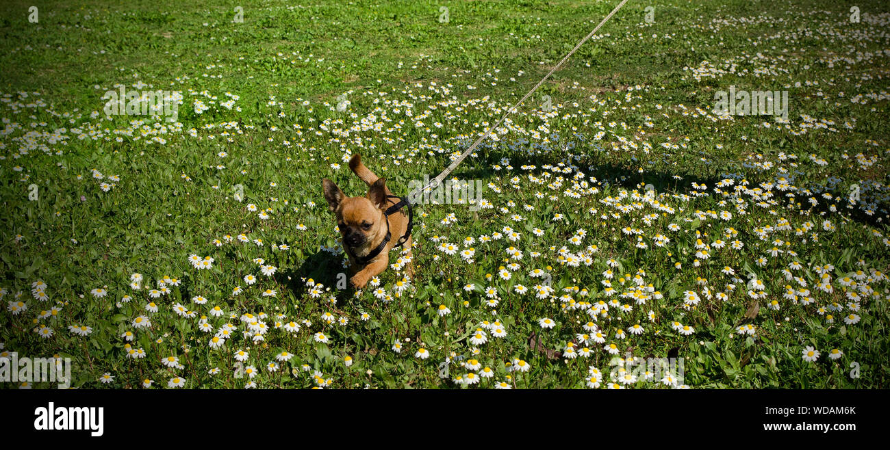 Cute brown chihuahua puppy walking on a leash in a field of daisies. Sunny day Stock Photo