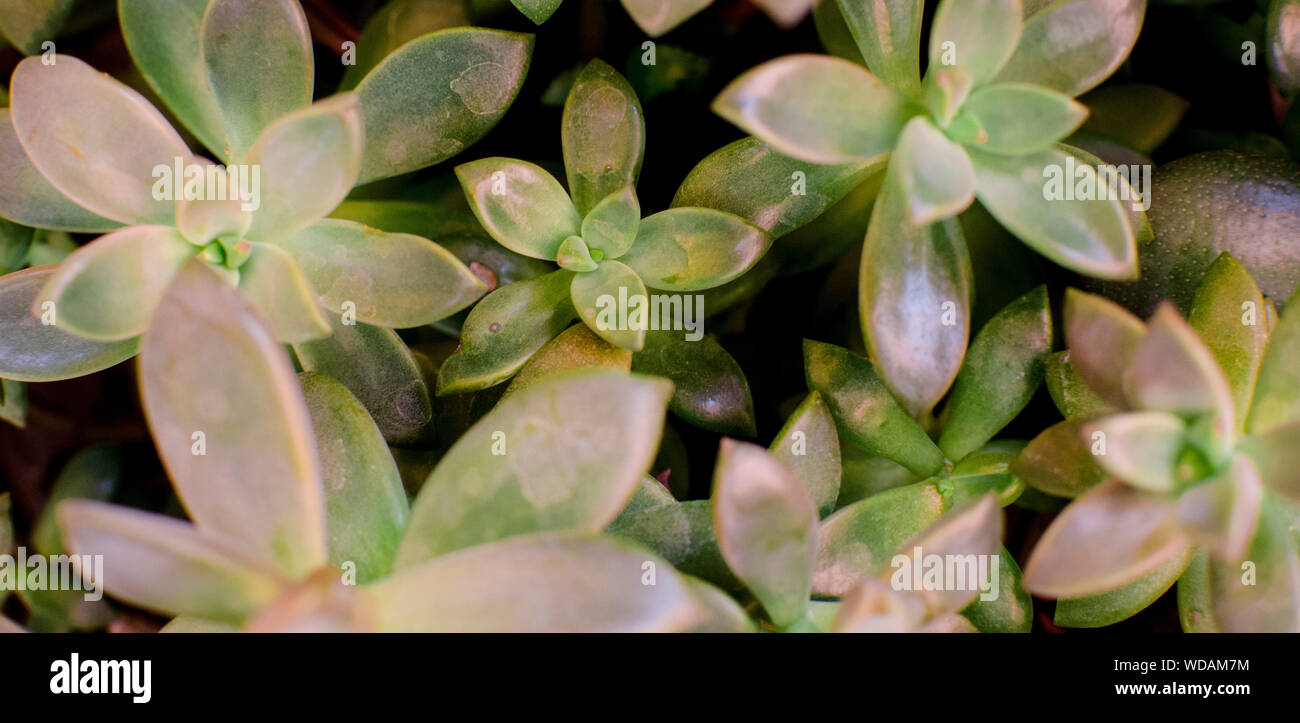 Close up of a succulent plant Sedum adolphii 'Golden Glow' in pot Stock Photo