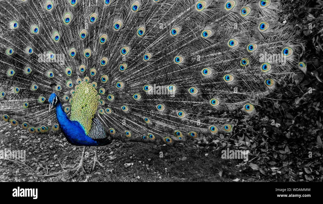 Peacock with open tail feathers. Black and white. Selective color. Stock Photo