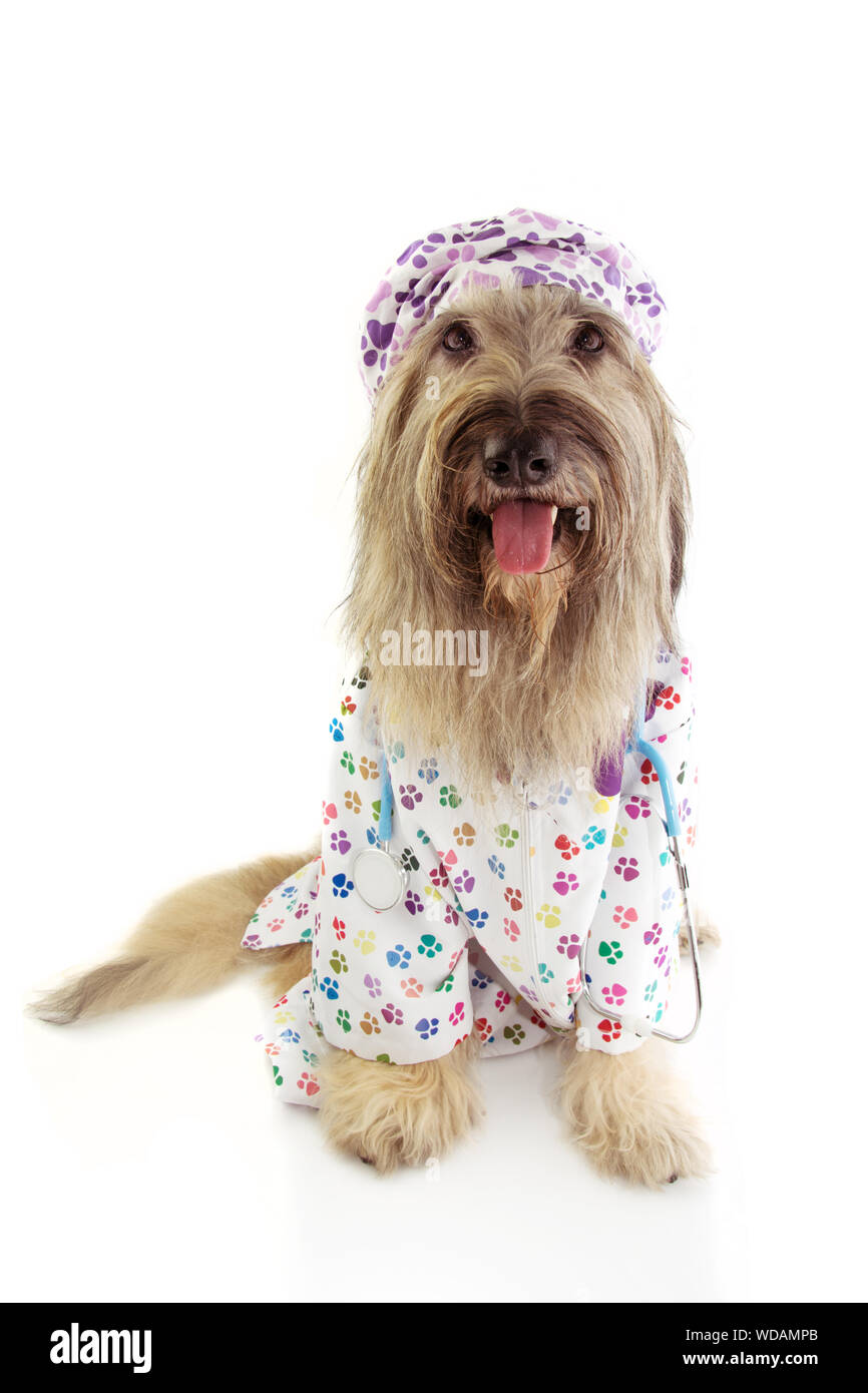 Furry dog dressed as veterinary wearing stethoscope, hospital gown and
