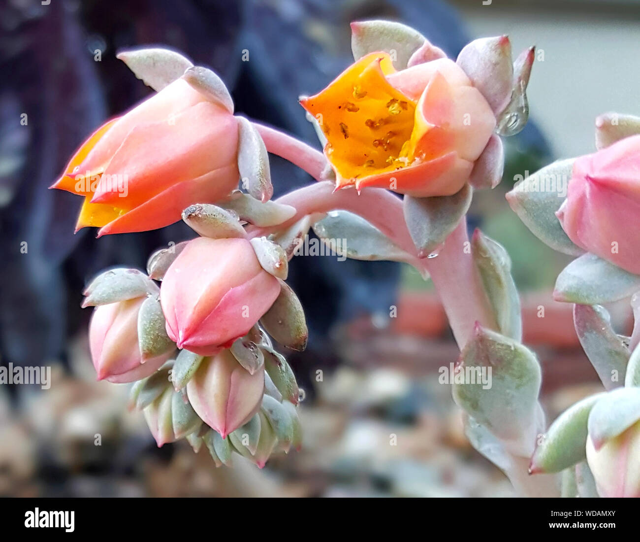 Close-up Of Succulent Flowers Blooming In Park Stock Photo