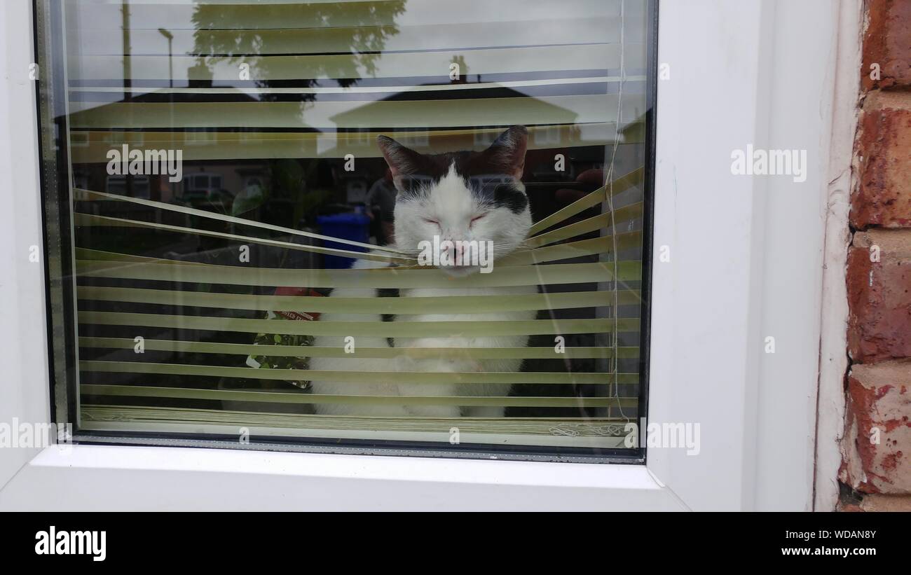 Portrait Of Cat In Door Window Stock Photo 266382283 Alamy