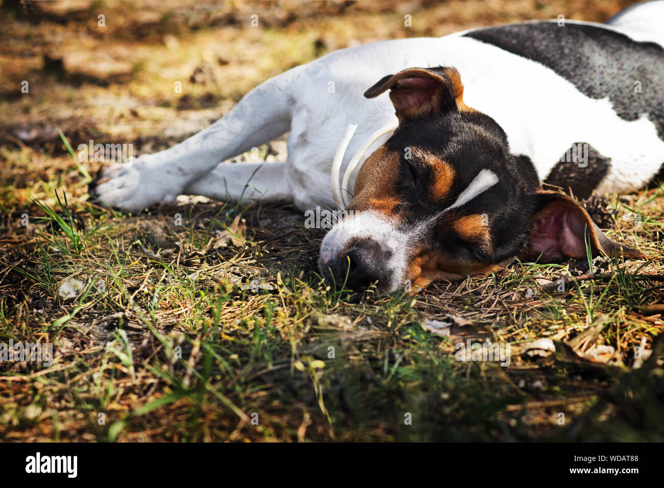 How Long Do Jack Russells Sleep Per Day
