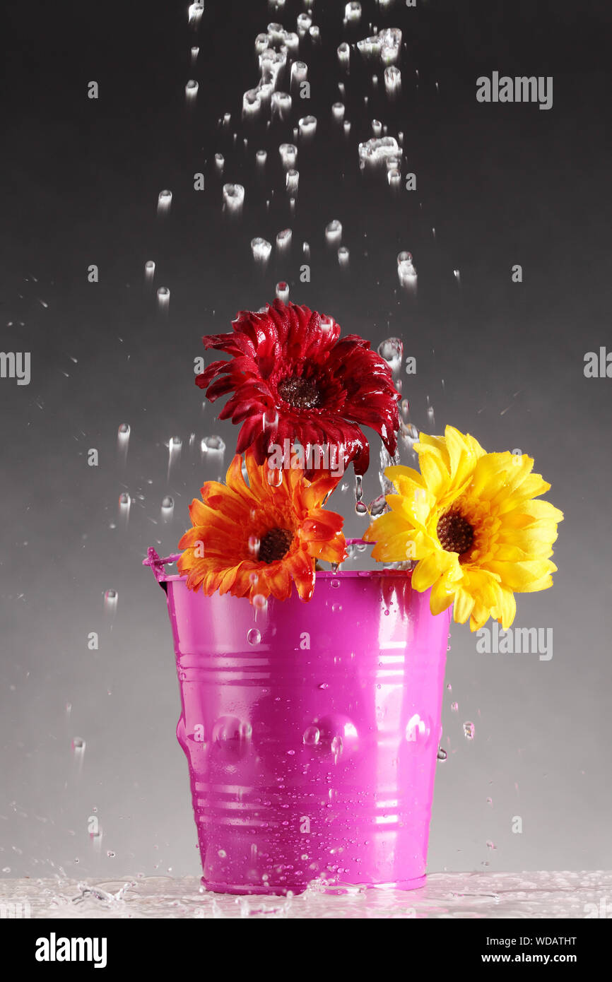 Water in bucket on her head hires stock photography and images Alamy