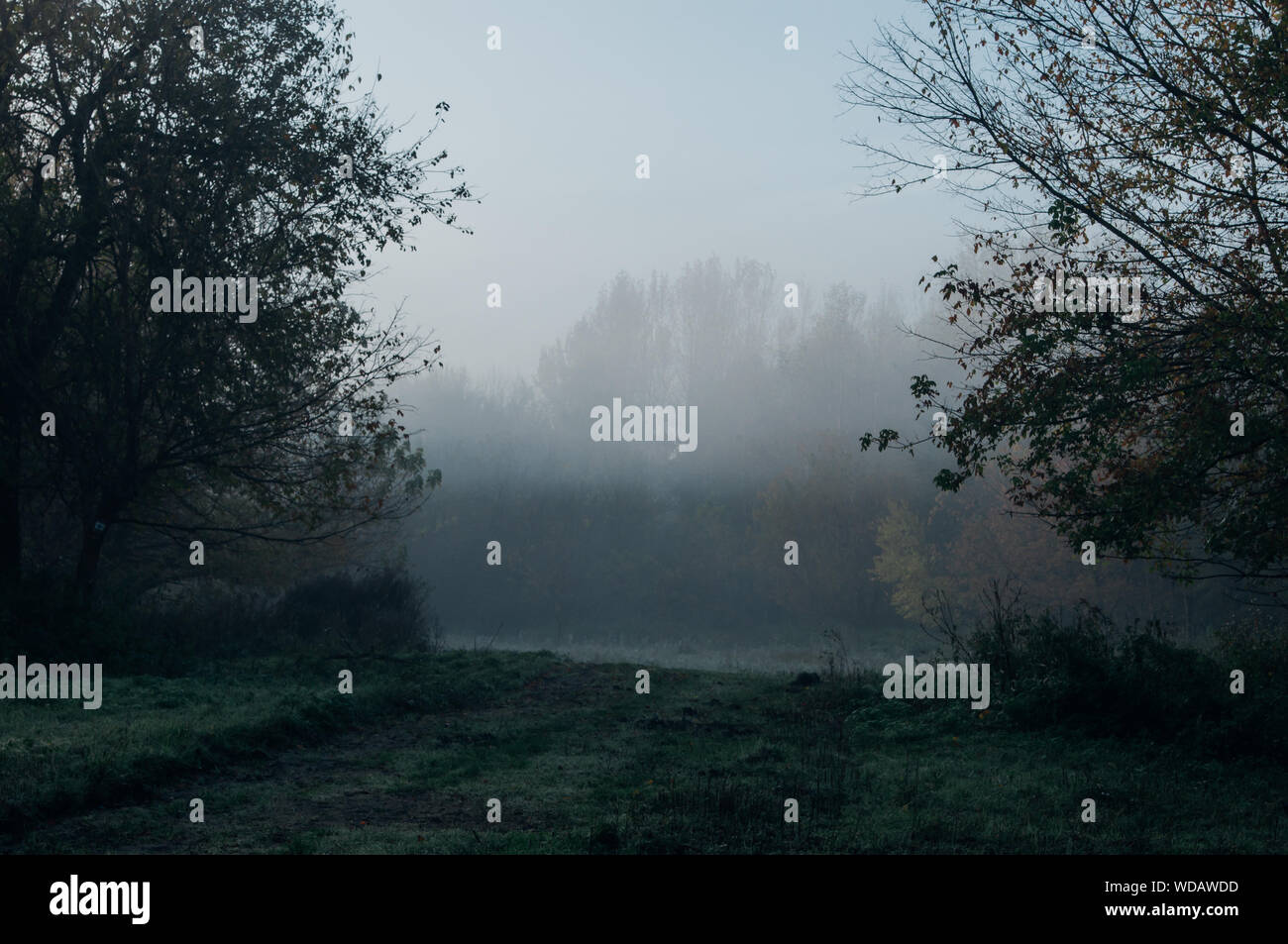 Fog in the early morning in the forest Stock Photo - Alamy