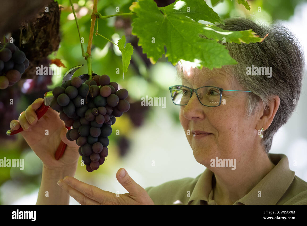 Gillian Strudwick keeper of the Great Vine inspects and cuts bunches of grapes during the Hampton Court grape vine harvest at Hampton Court Palace in Richmond, Surrey. Stock Photo