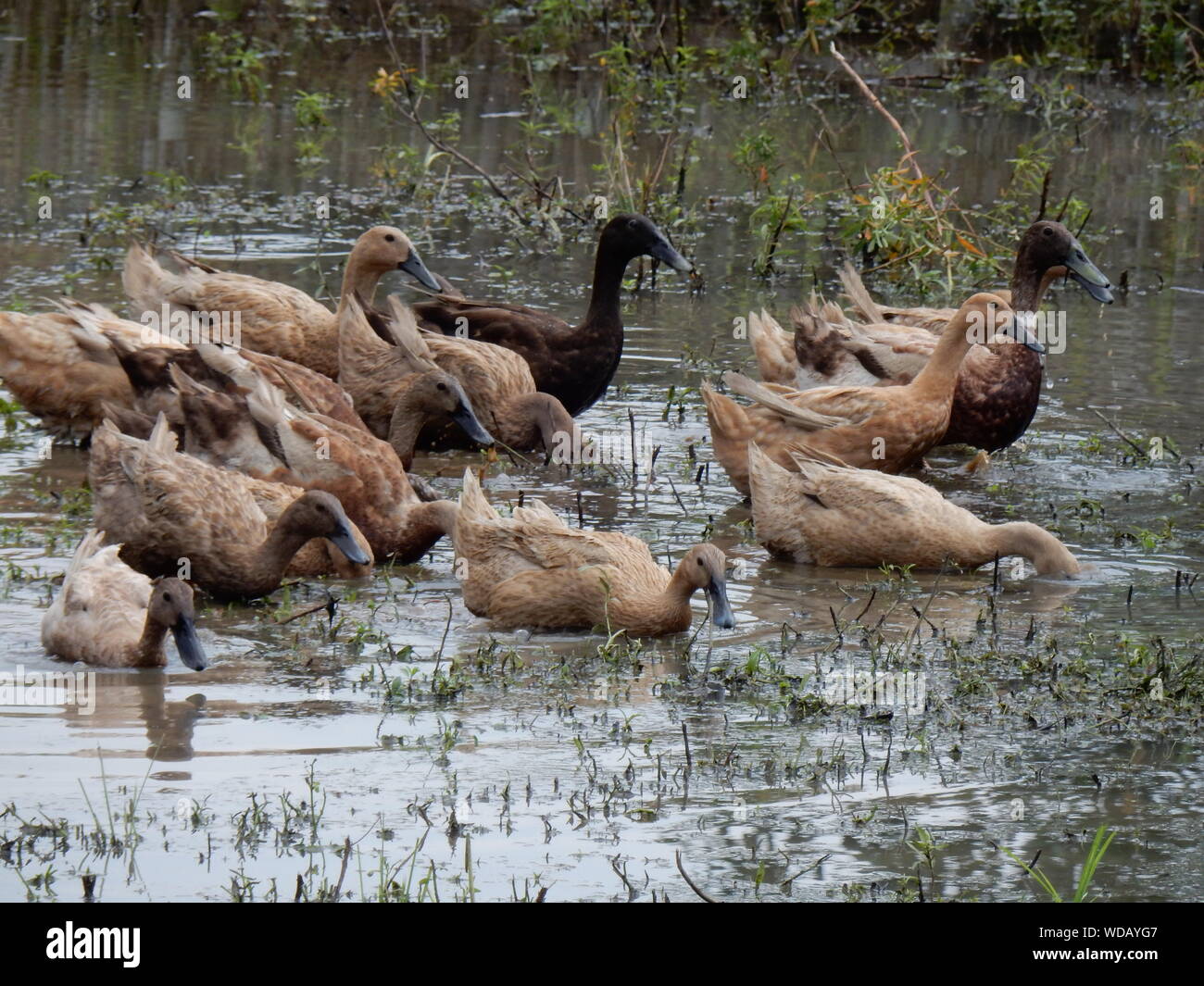 Muddy water ducks hires stock photography and images Alamy