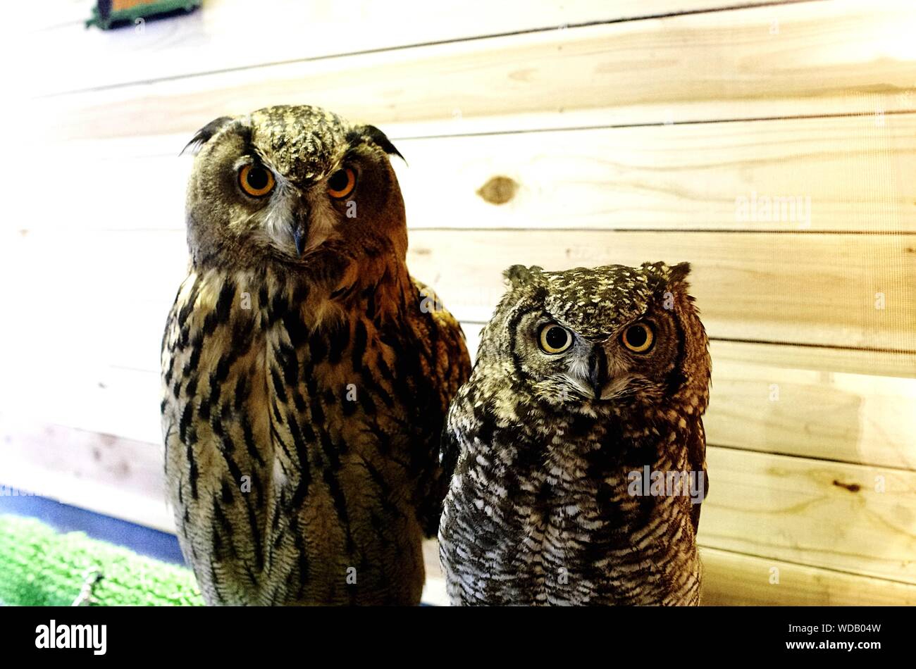 Portrait Of Eagle Owls Against Wall In Cafe Stock Photo