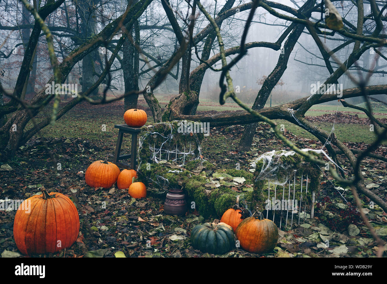Halloween Decoration With Pumpkins And Spiderwebs Late Autumn In