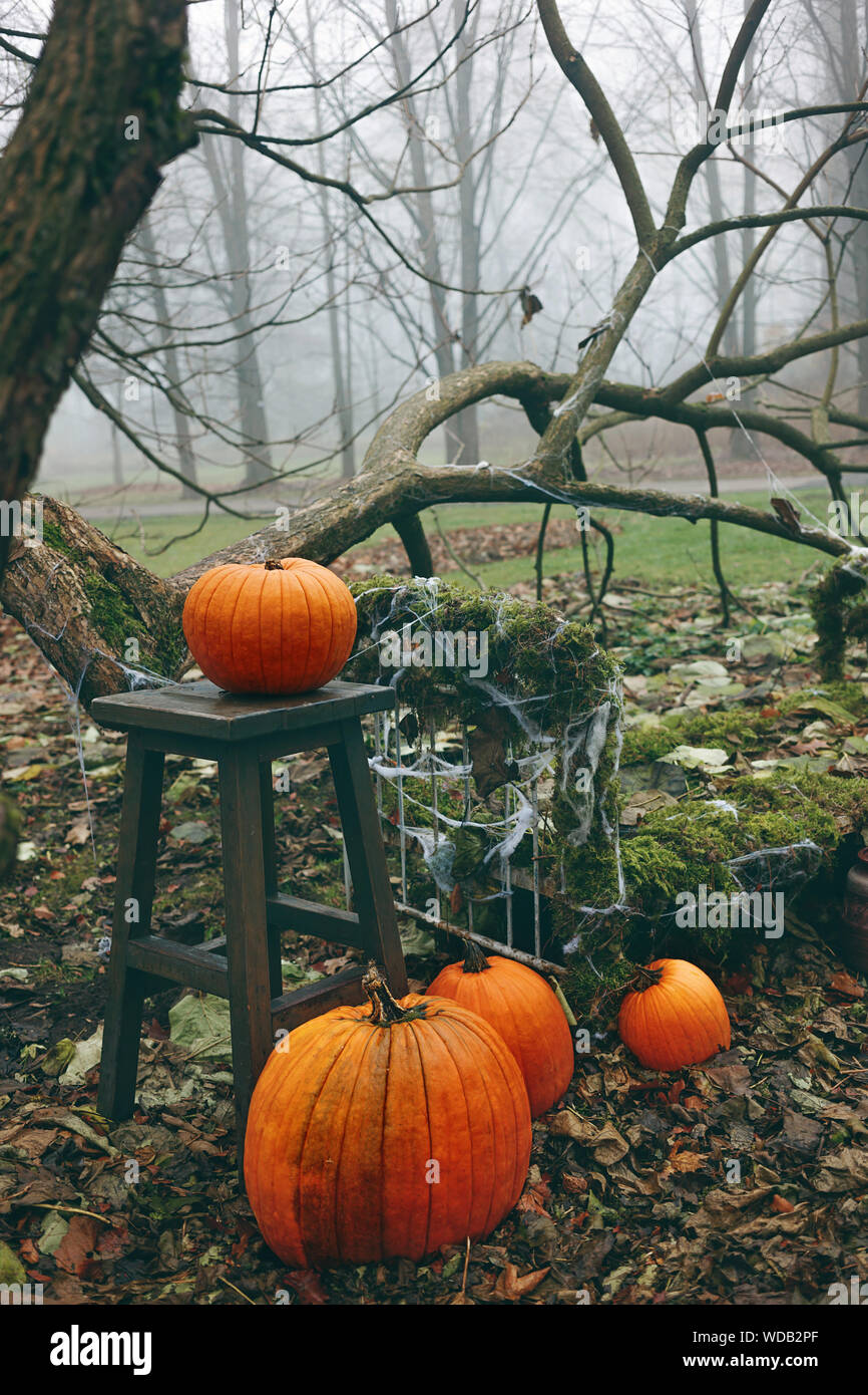 Halloween Decoration With Pumpkins And Spiderwebs Late Autumn Day