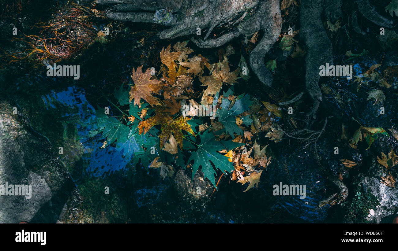 Leaves on water surface hi-res stock photography and images - Alamy