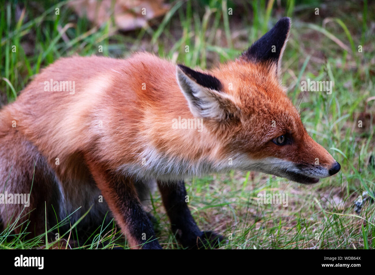 beautiful young wild red fox in the northwest of Russia Stock Photo