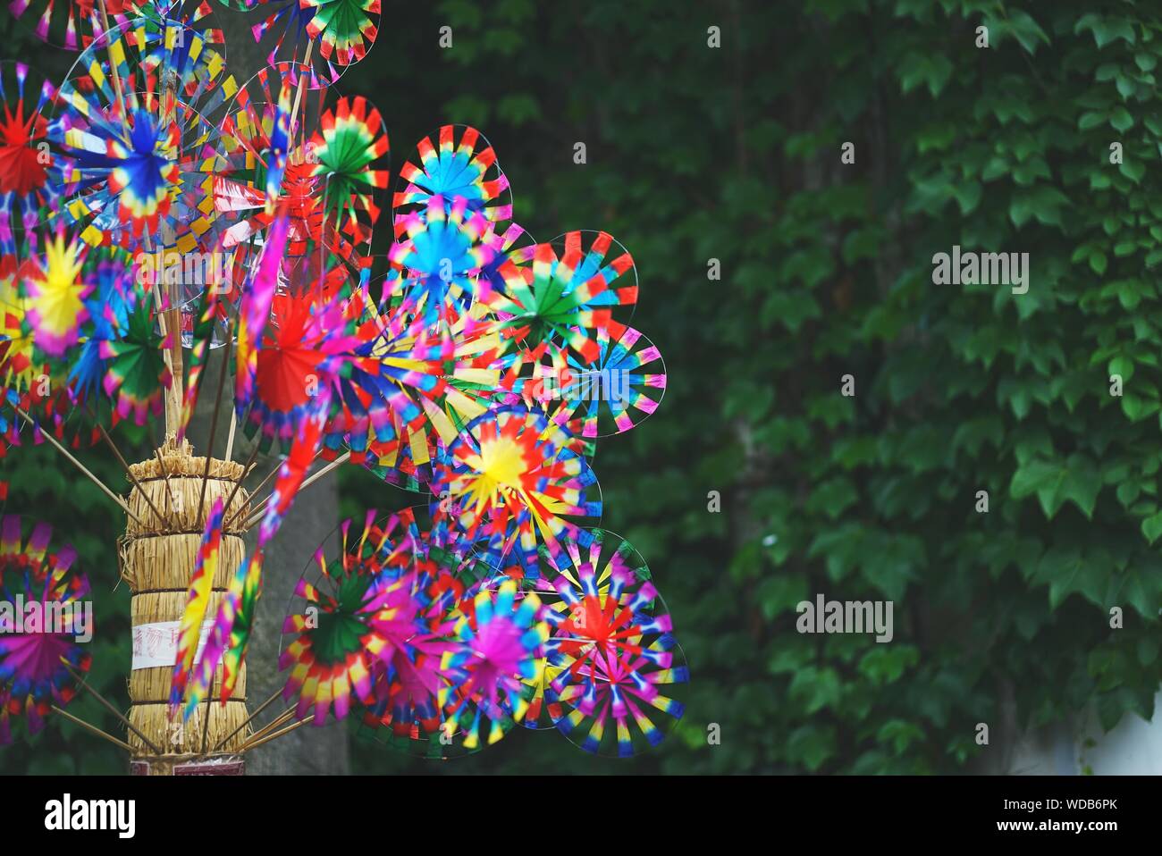 Pin Tree High Resolution Stock Photography And Images Alamy