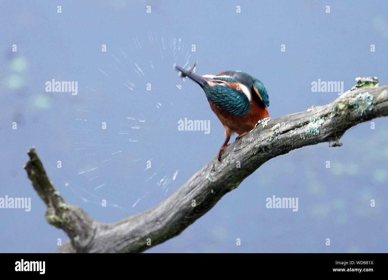 A kingfisher catches a small fish in Gosforth Park, Newcastle. Stock Photo