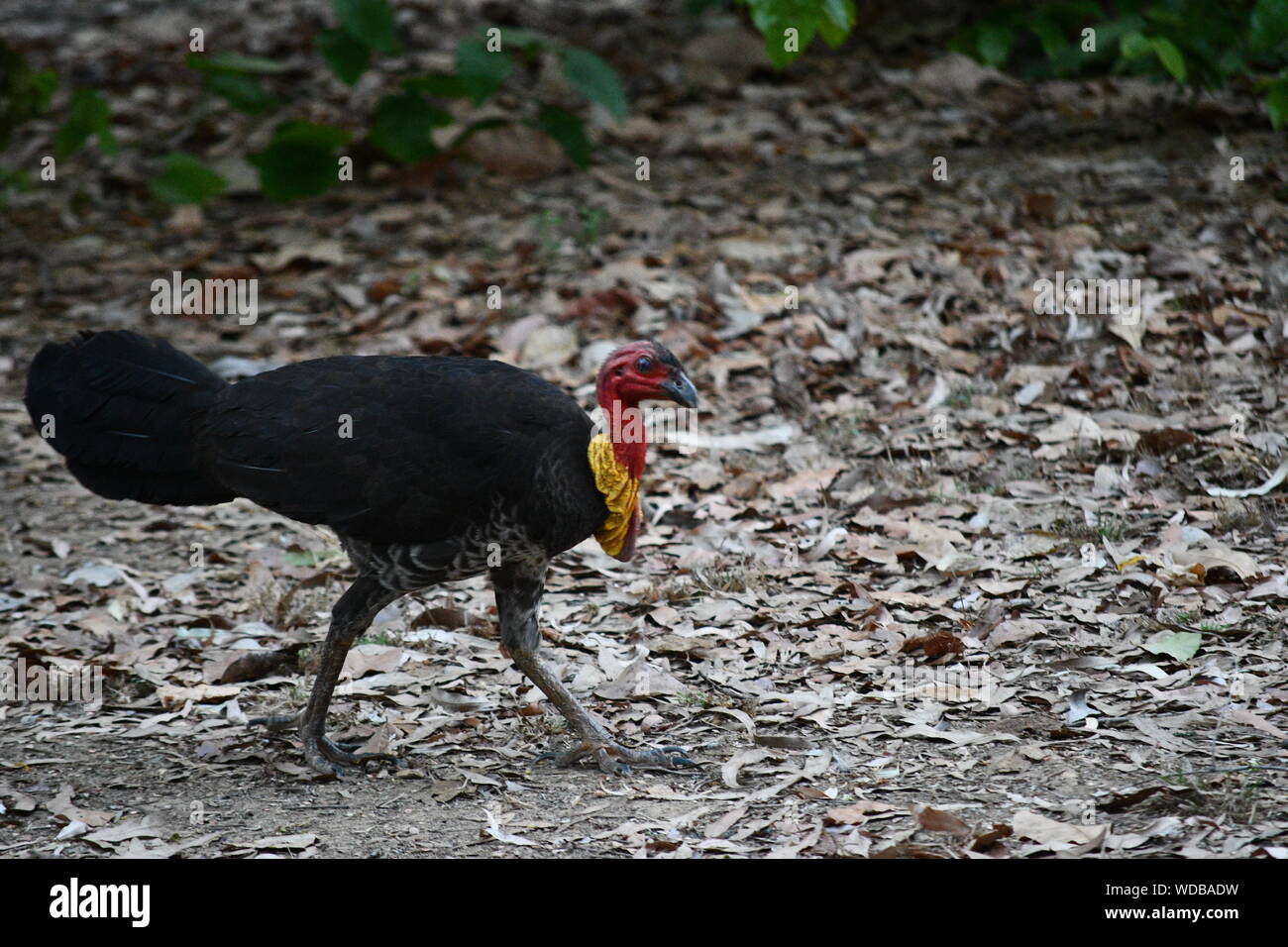 Australian Brush Turkey Lakefield National Park Cape York Queensland