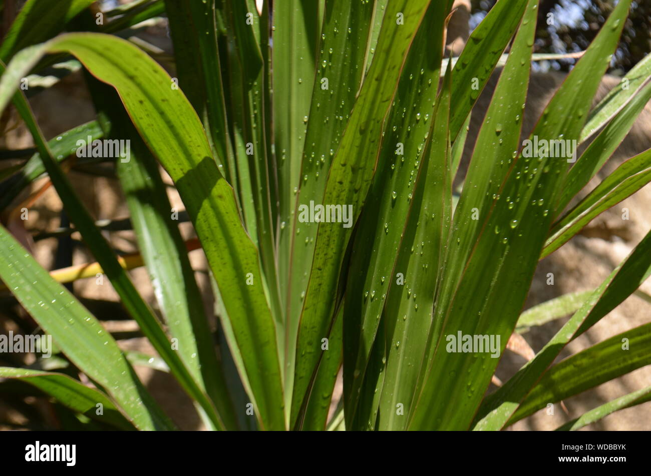 Freshness in summer hi-res stock photography and images - Alamy