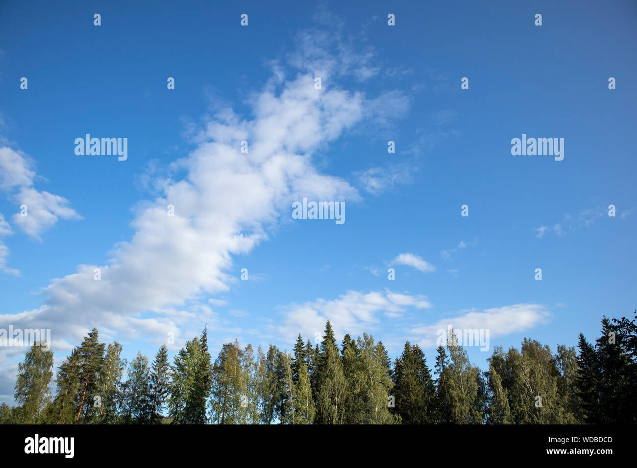 treetops and clouds against blue sky background Stock Photo - Alamy