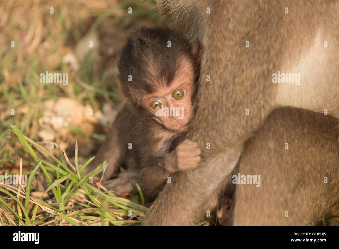 Portrait Of Baby Monkey Clinging On To Mother Stock Photo