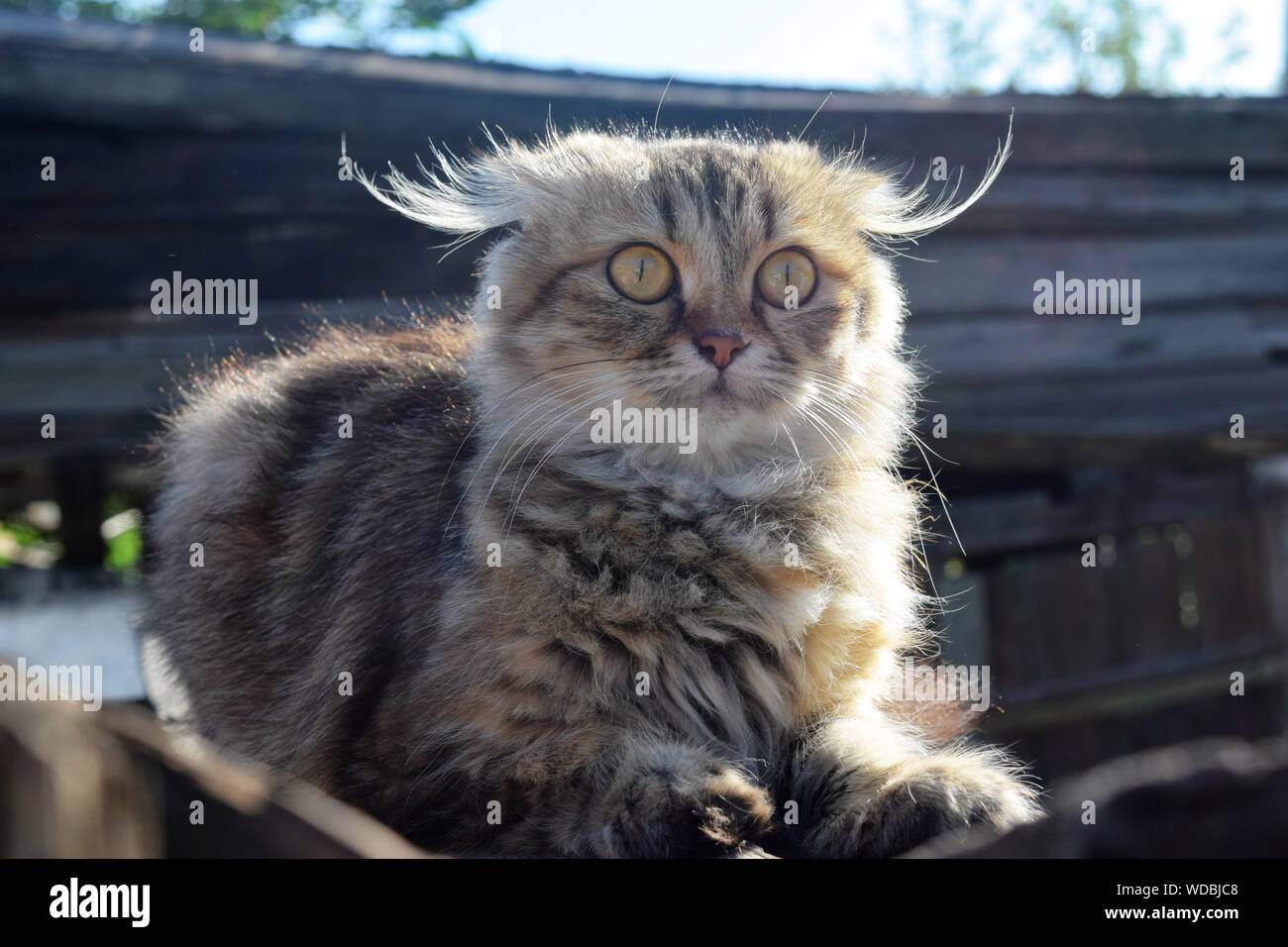 Cute fluffy cat close up background for your needs Stock Photo - Alamy