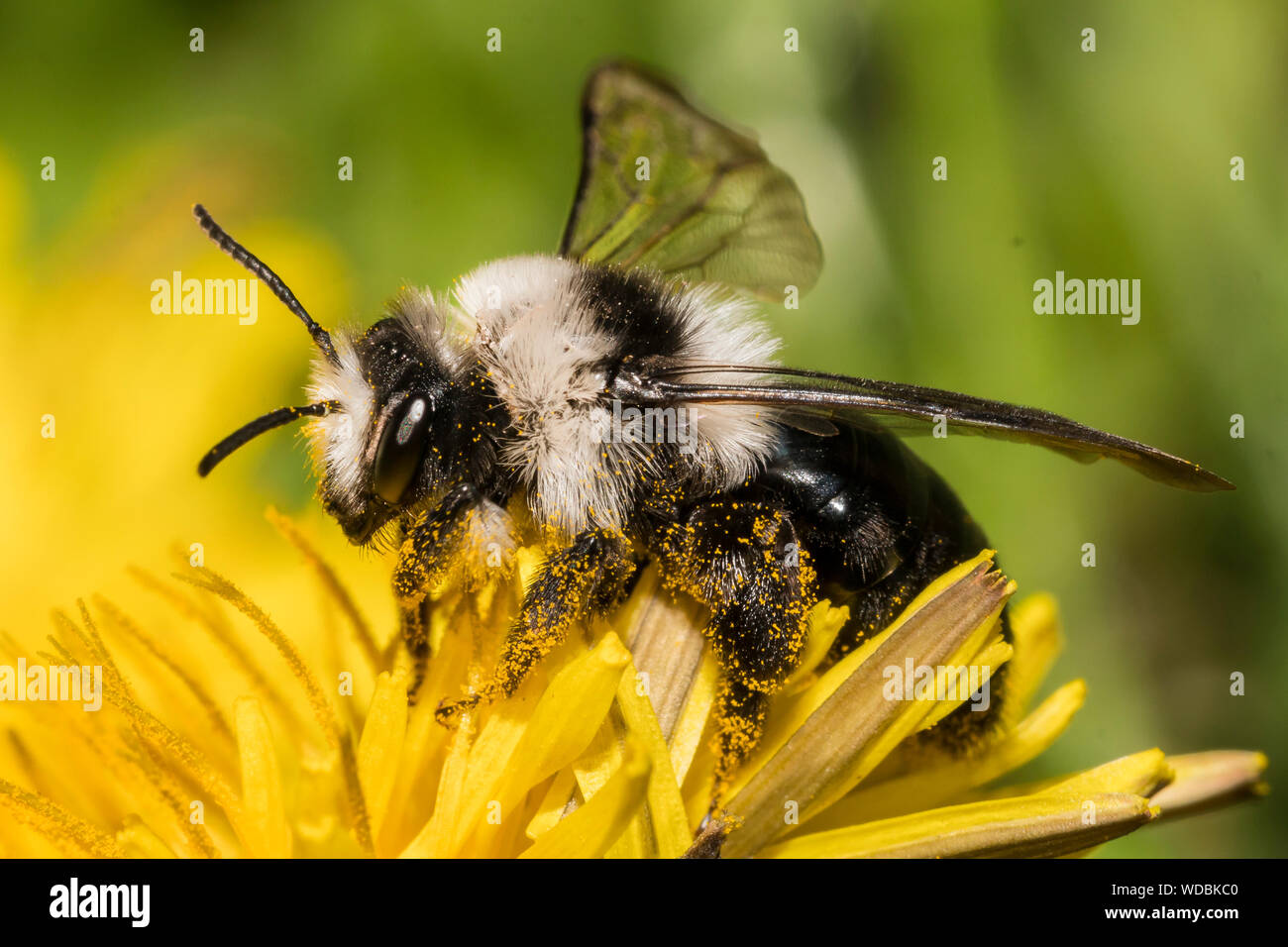 Eine Hummel sammelt Blütennektar und Pollen klebt an ihren Beinen / A bumblebee collects nectar on a flower and pollen grains are sticking to its legs Stock Photo