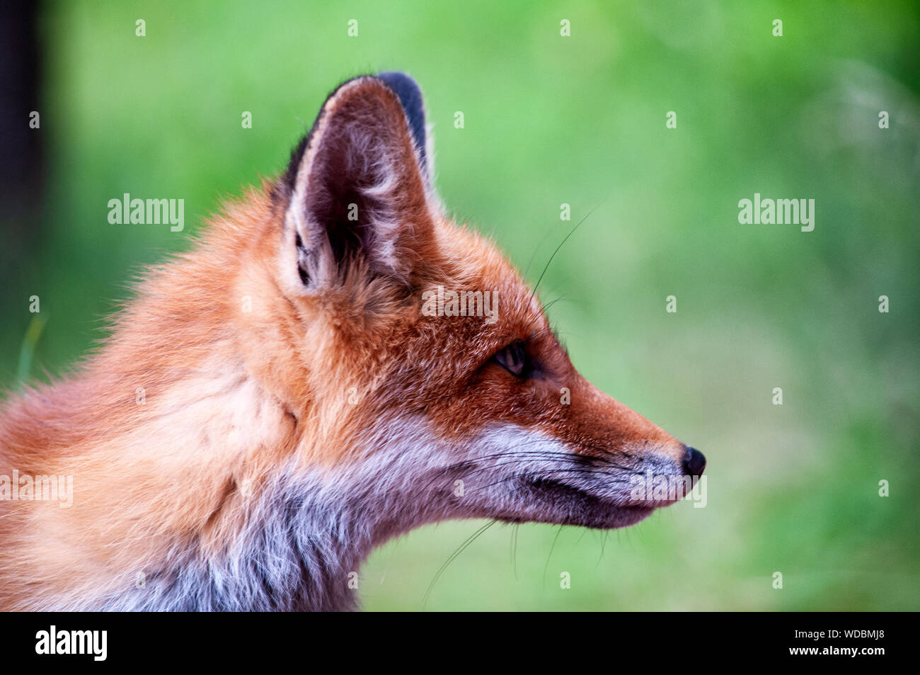 beautiful young wild red fox in the northwest of Russia Stock Photo