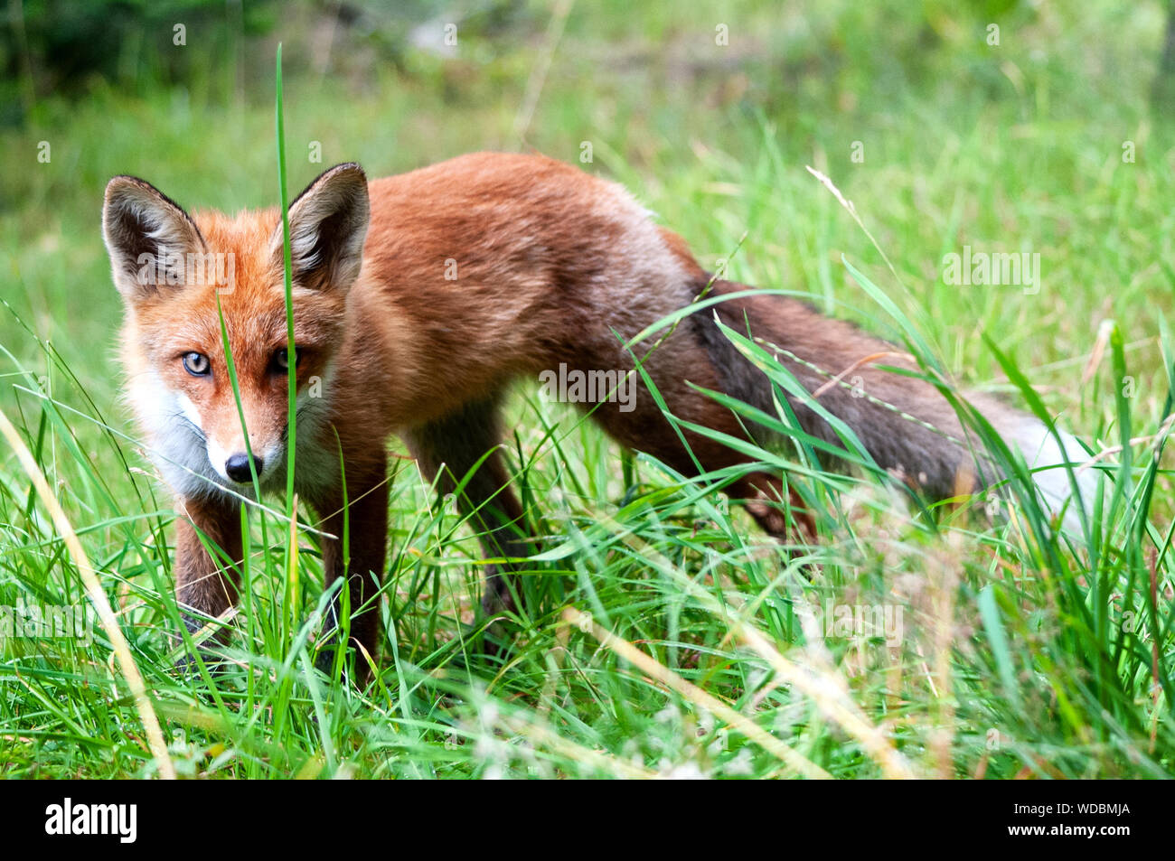 beautiful young wild red fox in the northwest of Russia Stock Photo