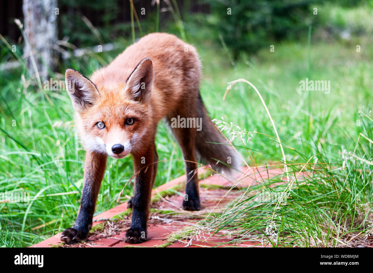 beautiful young wild red fox in the northwest of Russia Stock Photo