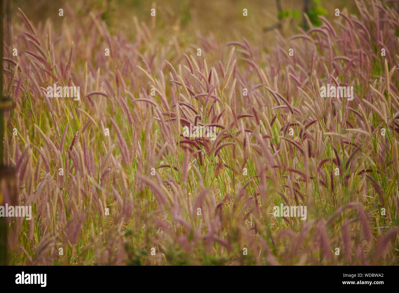 What looks like Purple Fountain Grass in the Jhalana Leopard Sanctuary, situated inside the city of Jaipur. Stock Photo