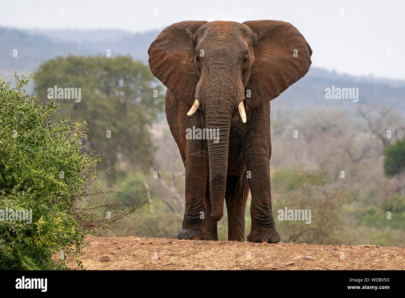 Big elephant hi-res stock photography and images - Alamy